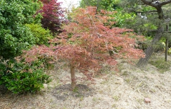 ベニダレモミジ.JPG