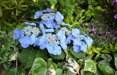 アジサイ.JPG