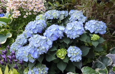アジサイ1.JPG